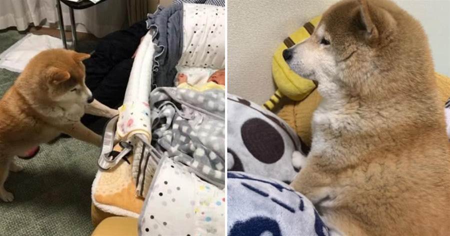 一只15歲的老柴犬，見到剛出生的小主人時，它的做法讓人笑出淚！
