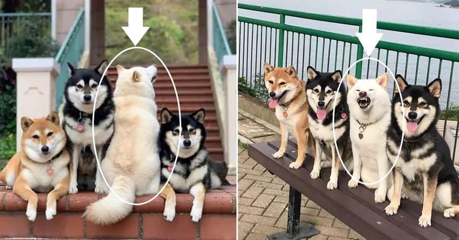柴犬因為「愛搶鏡頭」在網上走紅，堪稱寵物界「最強心機狗」：「鏡頭我全要了。」