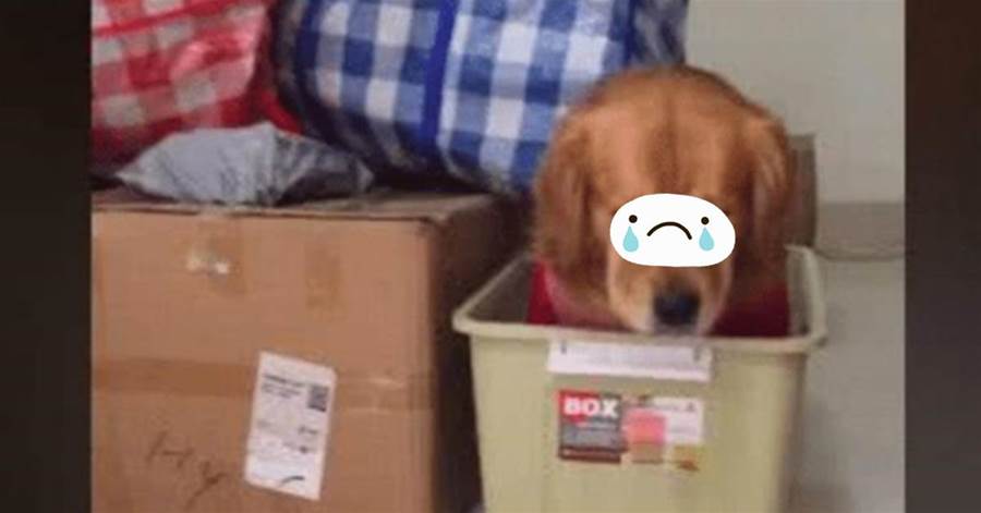 主人忙著搬家，毛毛以為不要牠了，連忙將自己「打包」，委屈的要哭XD