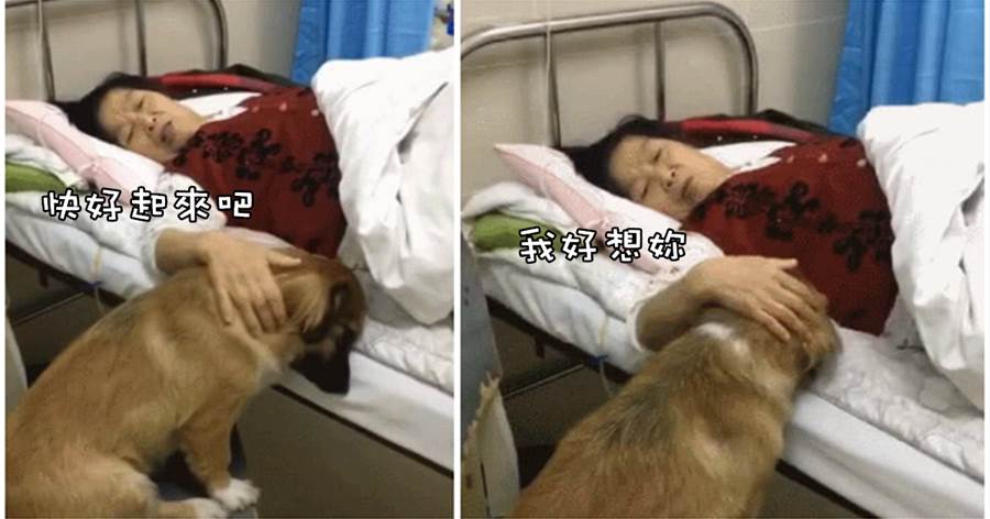 狗狗擔心奶奶身體，偷偷溜進醫院被護士發現「不願離去」狗：奶奶你要快點好起來