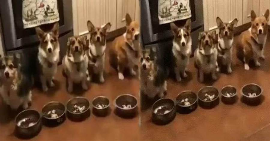 五隻狗狗五個碗，開飯的時候，其中一隻狗找不到自己飯碗，狗狗急「哭了」