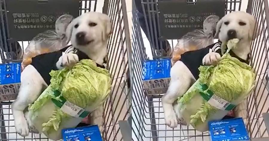 帶狗狗去大賣場，狗狗躺在車裡「抱起白菜直接啃」，狗狗：我先幫你試吃