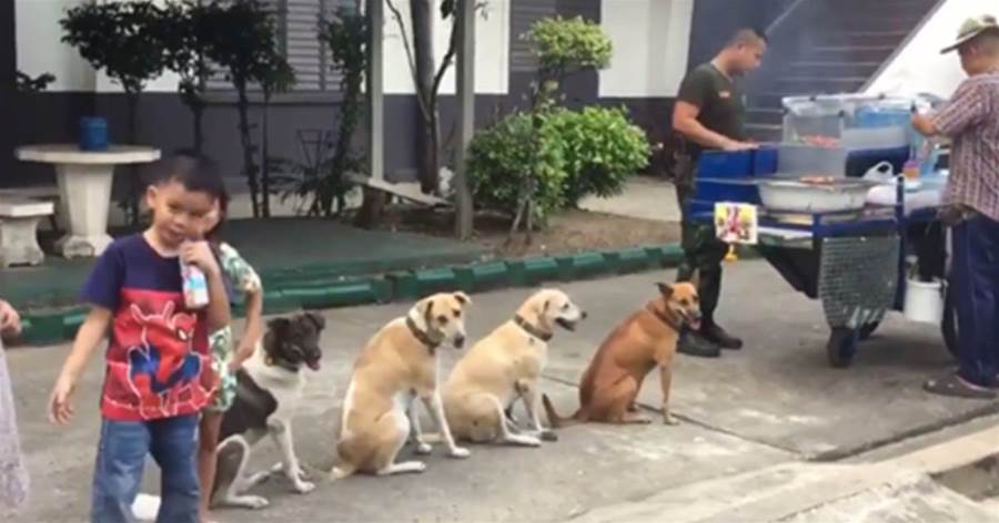 4只狗狗整齊排隊等肉串，大家都不敢插隊，老闆：牠們每天都來