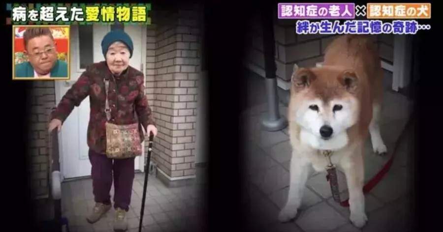 日本81歲奶奶與19歲柴犬同患癡呆，彼此遺忘，重逢後的那一幕看哭上萬人！