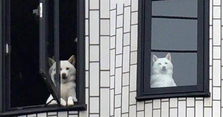 柴犬窗邊目送主人出門，這天牠的表情不對，主人一看起雞皮疙瘩