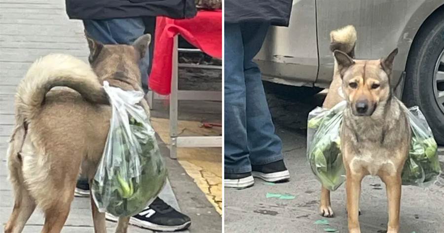 狗狗被收養後，每天陪著大爺買菜，從來不會到處亂跑：懂事得讓人心疼