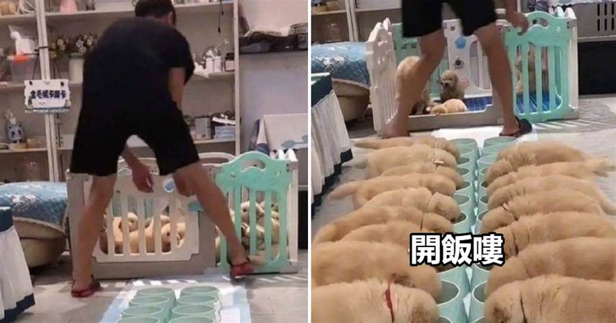金毛犬一胎產下22只小狗，排隊吃飯太壯觀，就是餵奶有點難