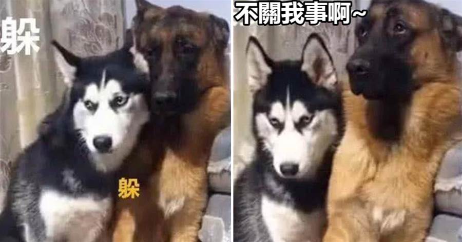 二哈闖禍後就躲在德牧旁邊，德牧的眼神讓主人笑翻，網友：聰明了