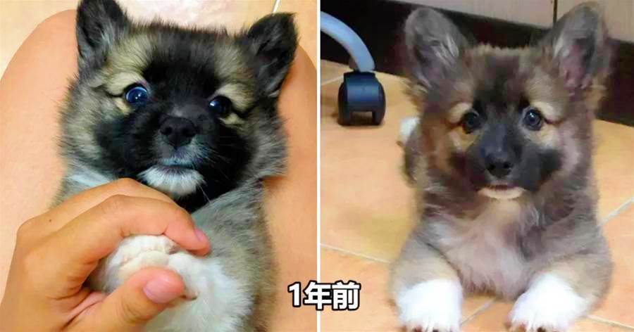 黑色柯基「變身銀狐」，前後判若兩汪，寵主滿滿疑惑：被掉包了？