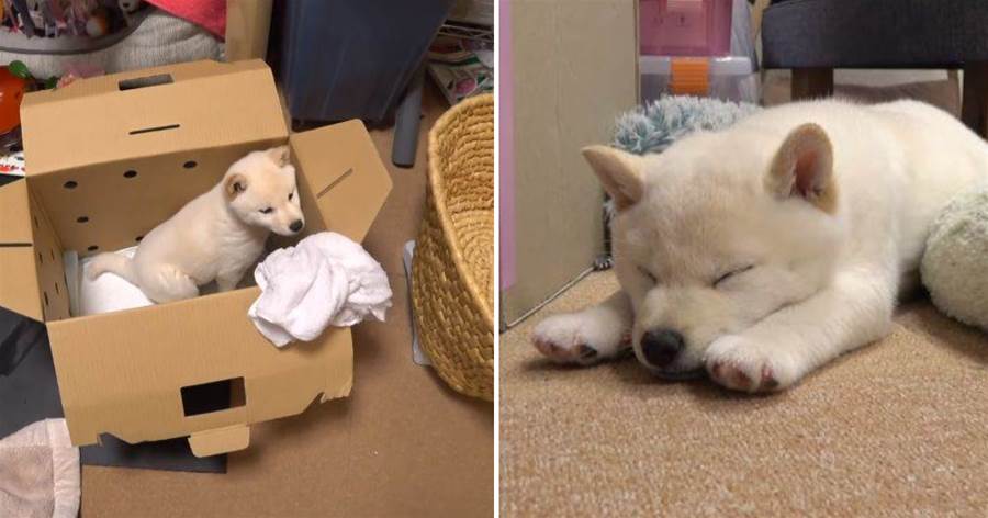 出生僅2個月大的小柴犬，憑「可愛睡姿」輕松俘獲200萬粉絲，網：可愛爆啦！