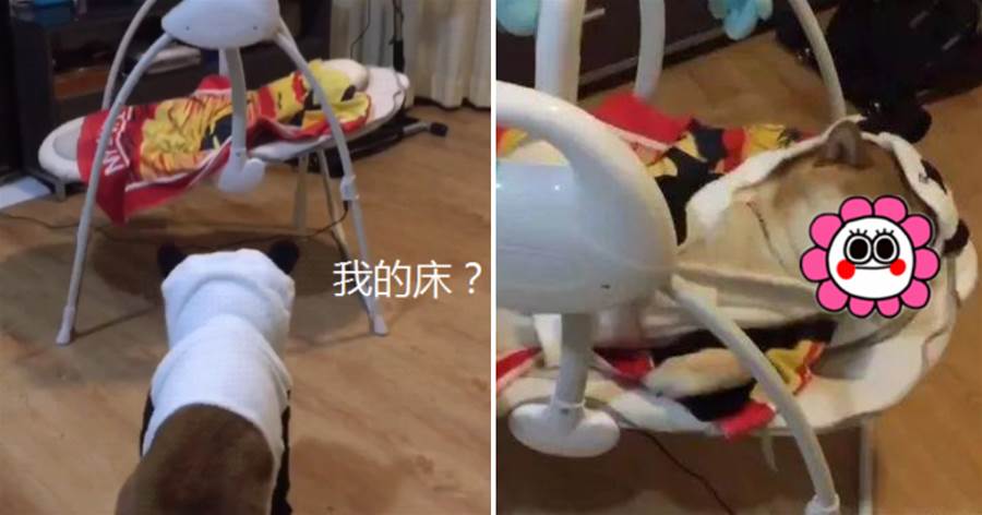 柴犬看到新買的嬰兒床，躺進去一搖一晃的睡著了：我也是寶寶哦！