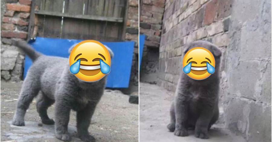 網友貪小便宜買了只「純種折耳藍貓」，當看到貓的樣子後笑到肚子疼：這不是狗？