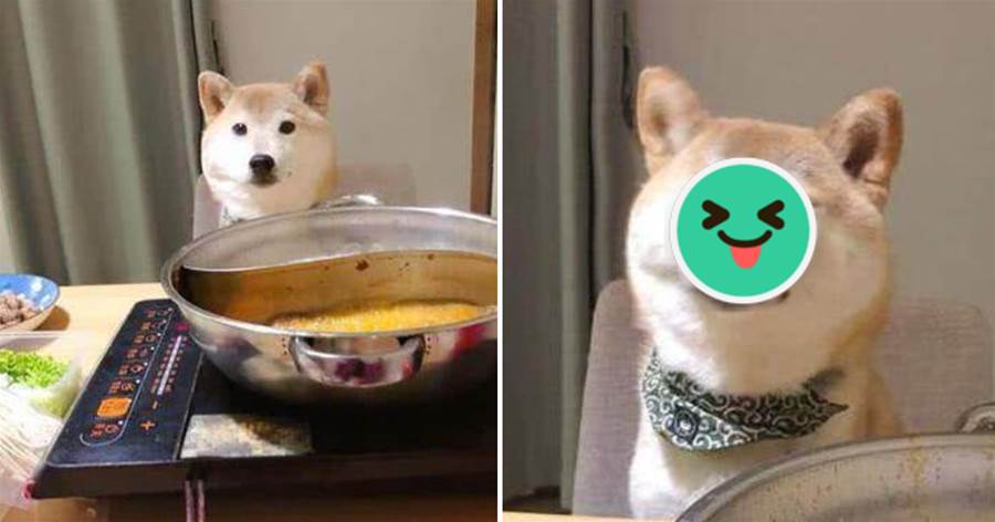 柴犬吃涮肉，一個表情讓主人笑噴，柴犬：好吃到飛起來了~