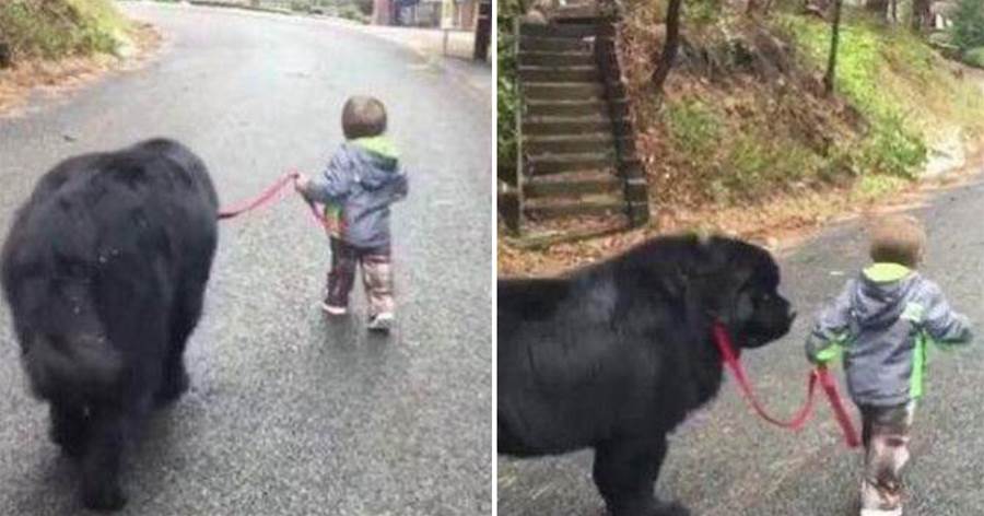 2歲男童離家出走，帶上巨大的狗狗當保鏢，把人逗樂~