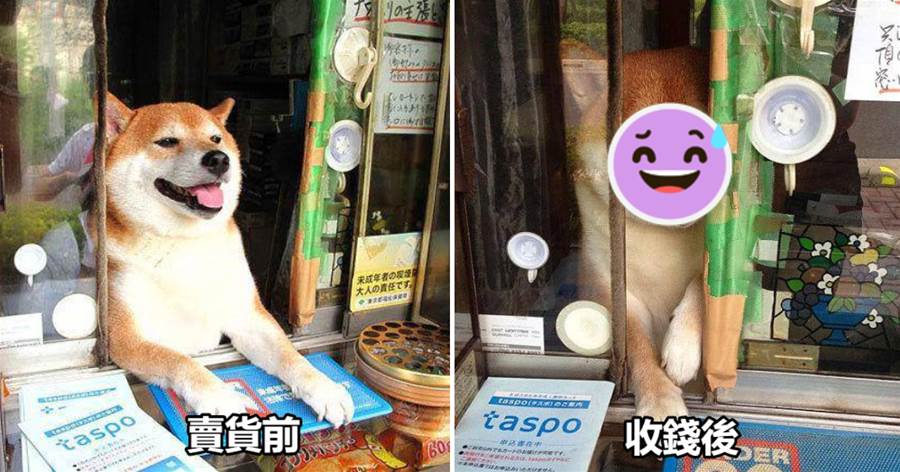 阿柴「營業式」笑容招攬生意，收錢後卻態度惡劣：我是狗狗，不會找錢