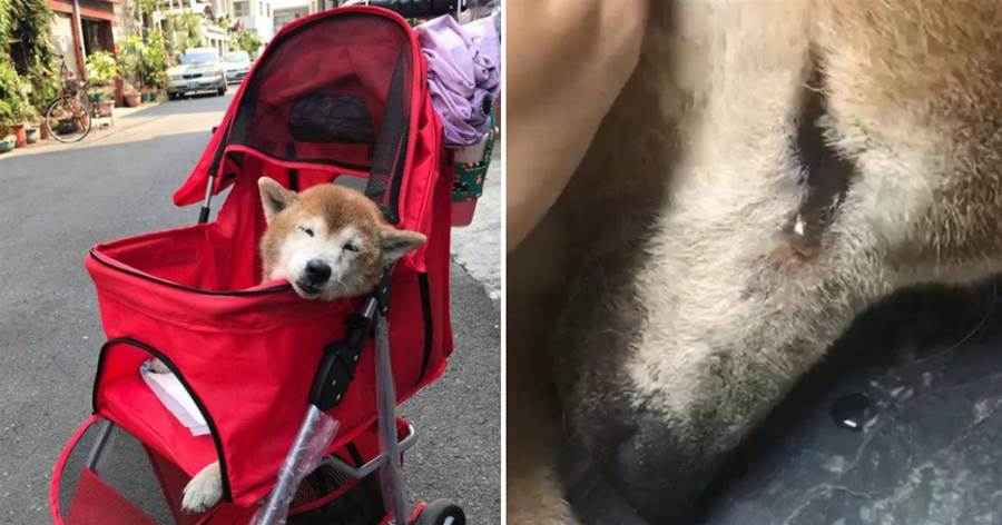 17歲柴犬患上癡呆，睡醒時見不到主人哭的滿眼淚汪汪，依偎在主人懷里的樣子感動到數萬網友