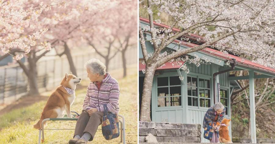 櫻花樹下87歲奶奶和柴犬一組照片，暖哭14萬網友：歲月靜好，亦是如此