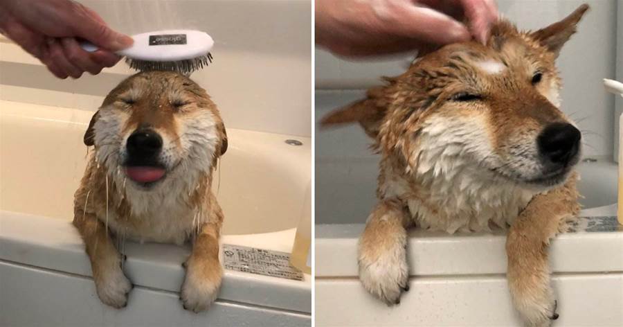 來跟著鏟屎官一起，為超可愛的小柴犬洗洗澡，看過=自己洗過