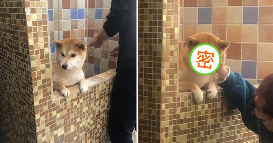 柴犬不愿洗澡，主人做思想工作后，小柴露出「詭異笑容」：小樣，想好怎麼訛你了~