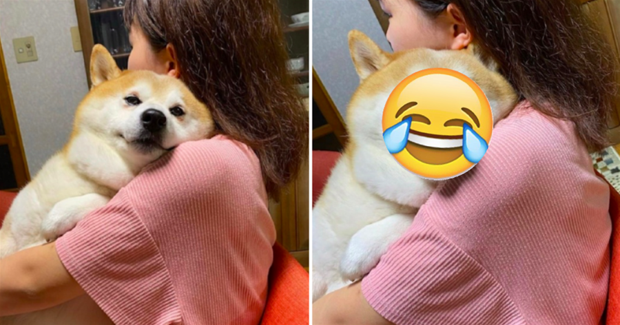 柴犬霸占女友懷抱，還一臉「得意炫耀」：嘿嘿，盡情羨慕我吧~