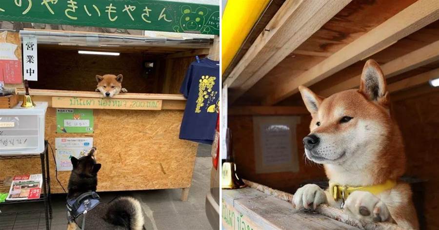 柴柴紅薯店！三歲柴犬經營一家紅薯店，只為賺錢做公益 網友：老板賣嗎？
