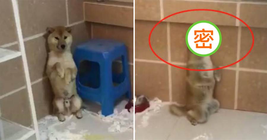 阿柴拆家被罰面壁思過，一只認識到了自己的錯誤，而另一只卻滿臉不屑！