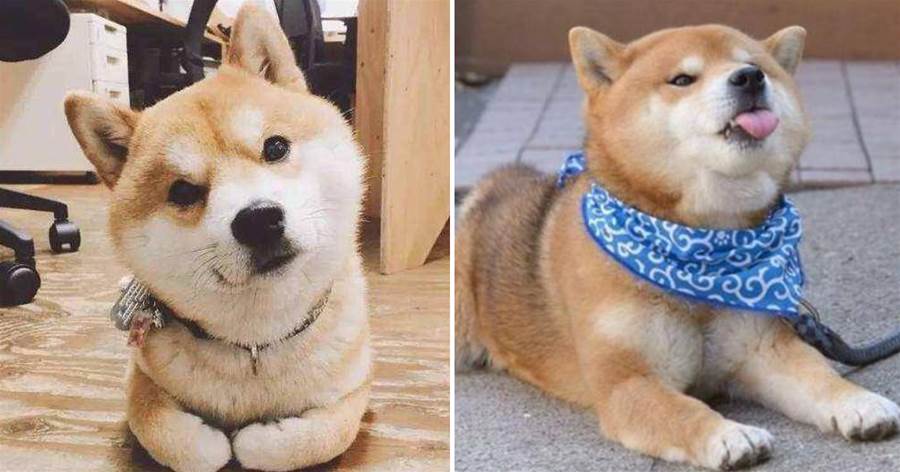 柴犬要搶走二哈風頭？訓犬師作證：80%的柴犬都「表里不一」