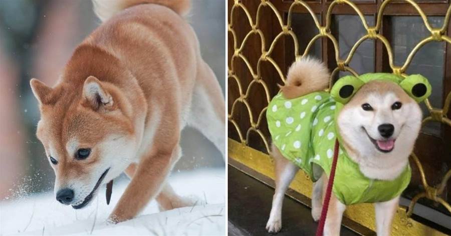 柴犬可不總是好脾氣，這四件事寵主不能做，不然它會發狂傷人的！