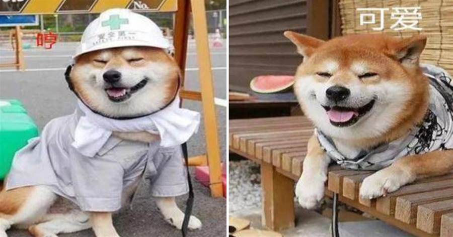 養了一只柴犬，每次帶出去遛都很嫌棄：我媽不讓我和傻子玩