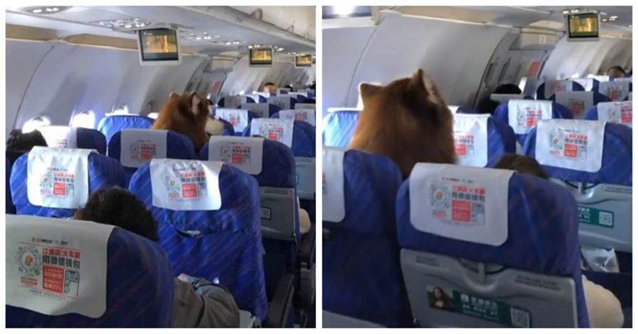 飛機上看到一個「毛茸茸」的乘客，看到正臉後被萌翻：好想挨著牠坐~