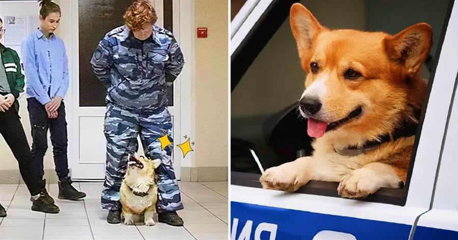 「柯基還能當警犬」？不但當了，人家還「光榮服役7年」，網贊：了不起的小英雄！