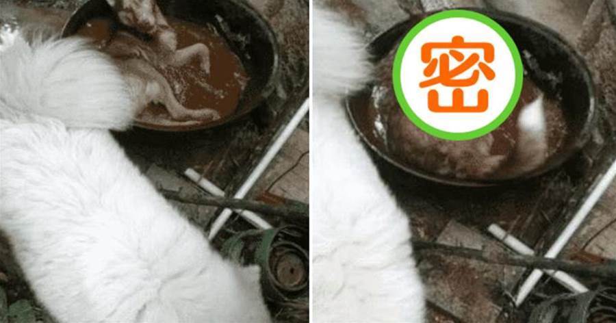 到了飯點還不見二哈蹤影，半小時後鄰居打電話：你家狗「下鍋」了