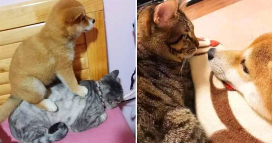 柴犬幼時「總愛欺負貓」，可當貓咪年老后，狗狗卻每日抱著它：以后我來照顧你！