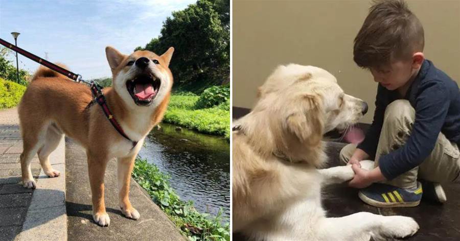 狗狗1歲=人7歲，原來是錯的，更新準確的年齡換算表~