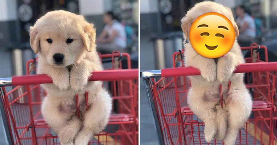 主人把狗狗「放在購物車上」逛超市，網友：看牠的表情就知道有多高興了！