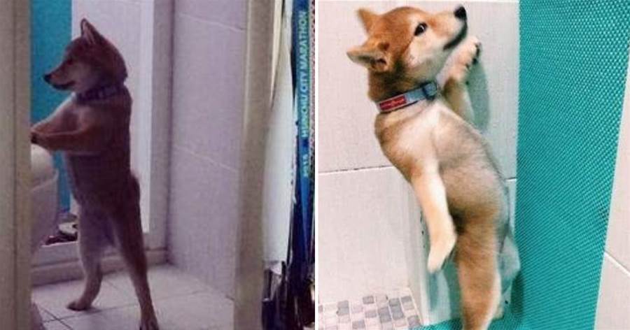柴犬竟學會了主人的上廁所方式，網友：天吶，這狗是要成精了吧？