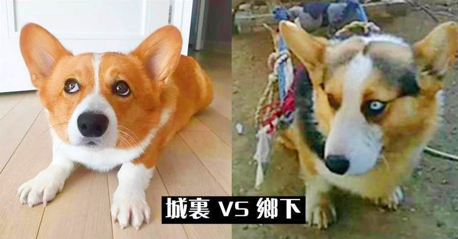 鏟屎官把柯基送回鄉下，一個月後父親來電：這狗不錯，再來2條！