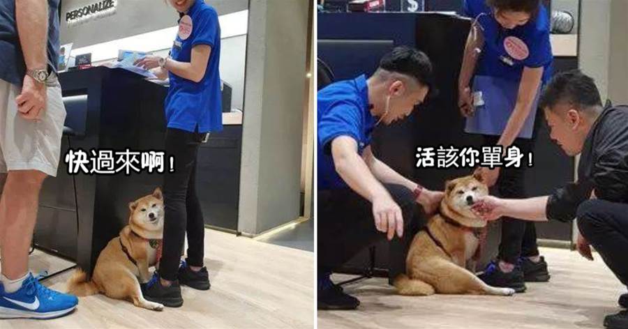柴犬緊抱美女店員，主人很無奈，網友笑噴：它在幫你做媒！