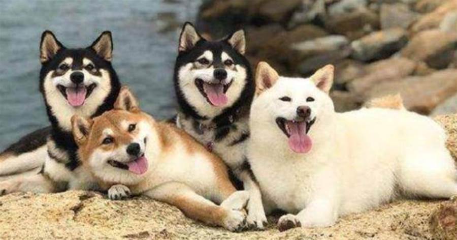 網友給家里四只柴犬拍全家福，怎奈有一只戲精狗瘋狂搶鏡，太搞笑！
