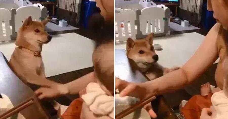 女主人餵孩子吃飯，一旁的柴犬急了，柴犬：我也是你的寶寶啊！