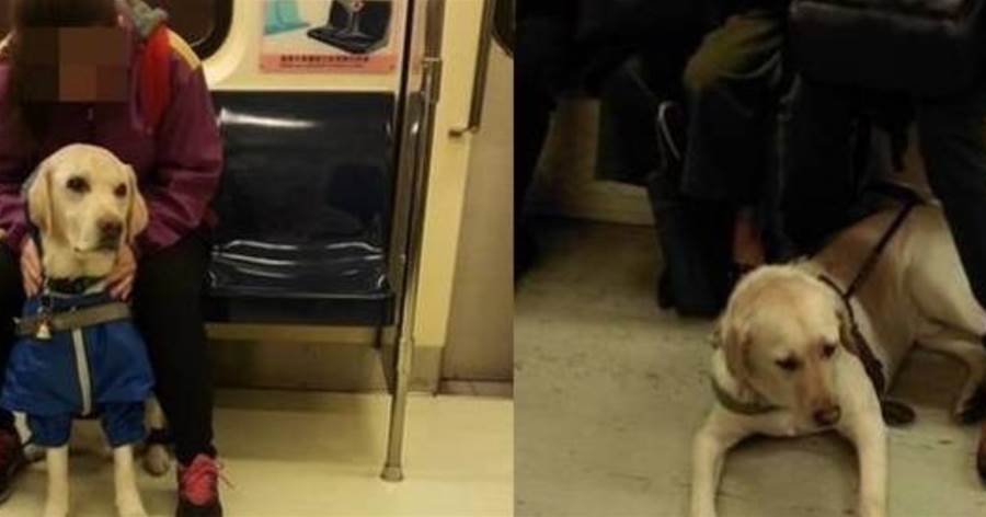 導盲犬累壞了，但公車擁擠沒地方趴，路人伸出腿讓狗狗躺，好暖心❤