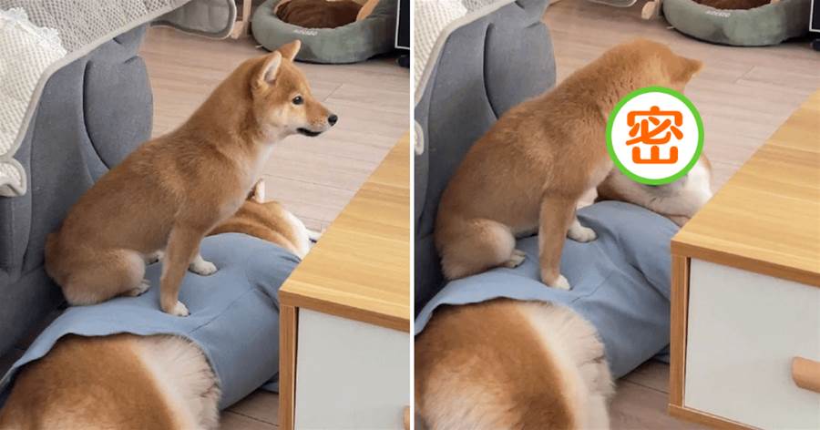 小柴犬站在哥哥身上，「四目相對」的那刻，隔著屏幕都感受到了尷尬
