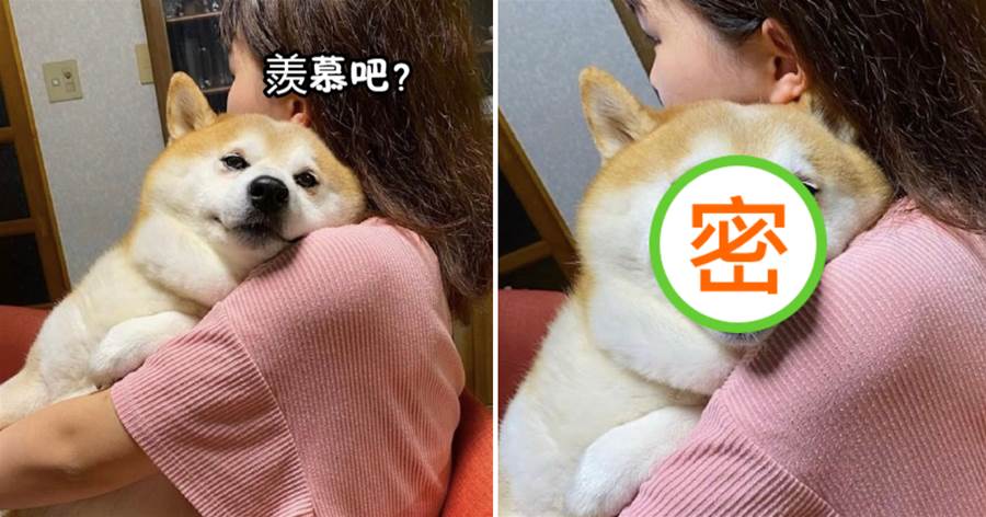 女友抱著柴犬看電視，它還一臉得意的表情：羨慕吧，氣屎你