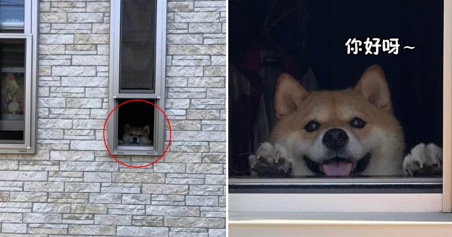 這只小柴犬天天趴在窗戶里看風景，呆萌的樣子超古錐，柴柴：你好呀~