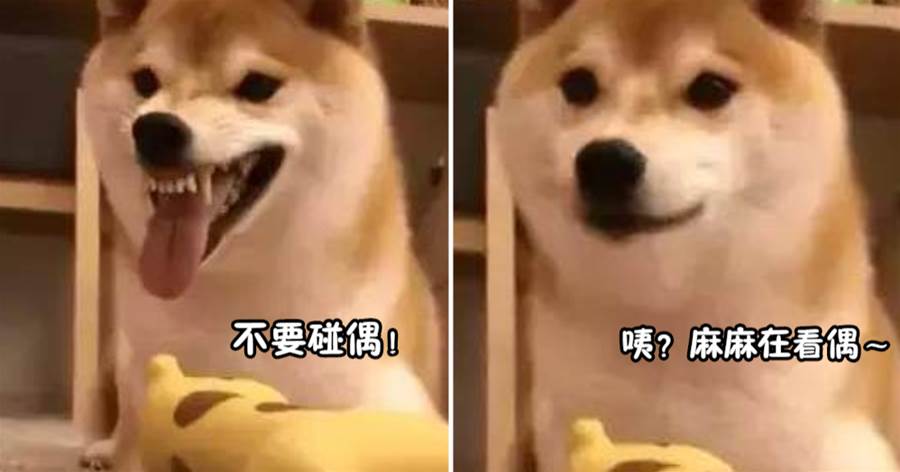 柴犬跟男主人齜牙咧嘴，對女主人卻乖巧呆萌，網笑：還有兩幅面孔！
