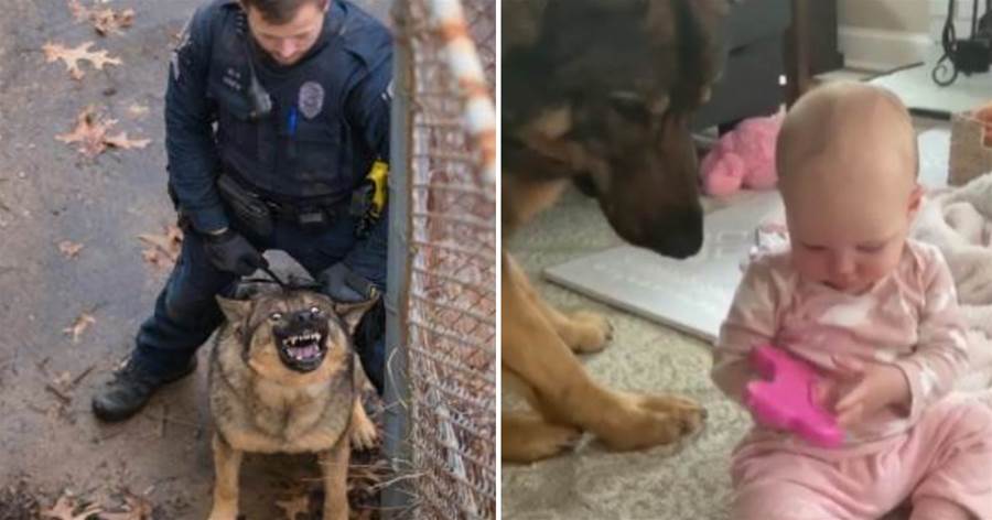 警犬兇起來像惡狼，下班回家卻秒變奶爸：對小孩子百般忍讓