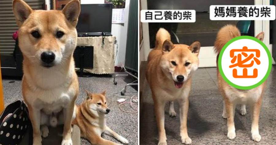 同一窩柴犬，主人養的狗尖下巴，媽媽養的那只狗胖了一圈