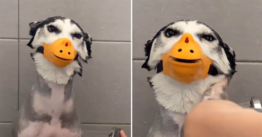 為了避免二哈洗澡時高歌一曲，寵主給牠戴上鴨嘴套，「二哈鴨」笑的真可愛！