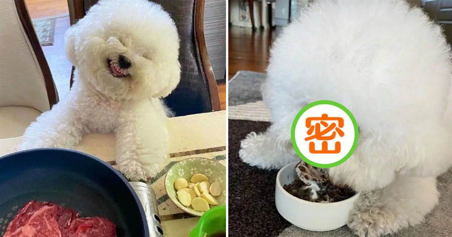 主人吃肉時，小白就湊面前「笑得諂媚」，自己吃飯被看就「斜眼瞪超兇」：離遠點！