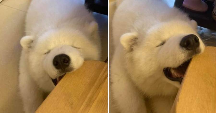 「北極熊」睡一半「香啃桌腳」甜笑　爸無奈：夢到了好吃的牛排？
